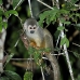 monkey_squirrel_common_la_v_1436_ecu3626.jpg
